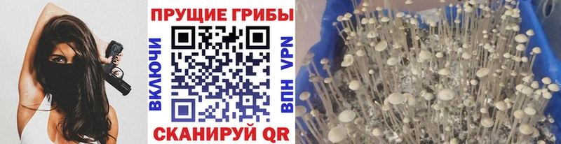 Псилоцибиновые грибы Cubensis  Дербент 